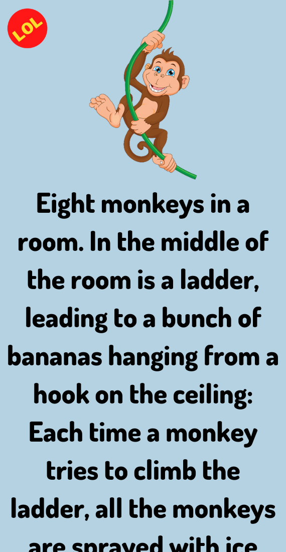 An Eight Monkeys In A Room - Lolopo